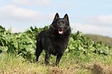 SCHIPPERKE 436